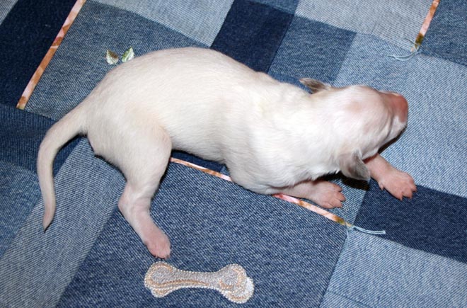 Puppy 6 - White Boy Left